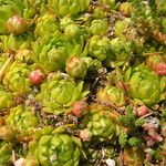 Sempervivum globiferum Leaf