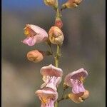 Penstemon palmeri Flor