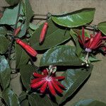 Passiflora glandulosa 花