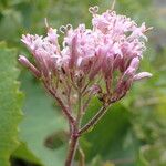 Adenostyles alpina Fula