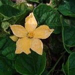 Cogniauxia podolaena Flower