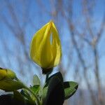 Cytisus arboreus Flor