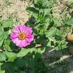 Zinnia elegansЦветок