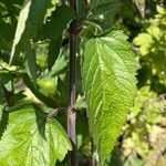 Scutellaria incana Blatt