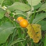 Solanum quitoense Gyümölcs