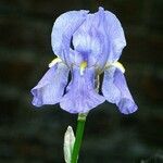 Iris pallida Kvet