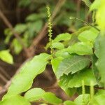 Sclerocroton cornutus Φύλλο