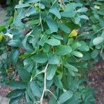 Caragana arborescens برگ