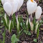 Crocus vernus برگ