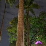 Cocos nuciferaKabuk