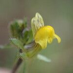 Linaria simplex Fleur
