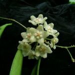 Hoya longifolia Hábito