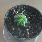 Sempervivum tectorumبرگ