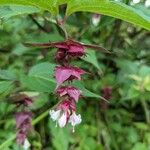 Leycesteria formosaফুল