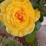 Rosa indica Flower