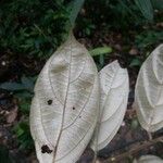 Ocotea argyrophylla Liść