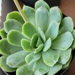 Echeveria elegans 叶