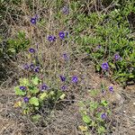 Phacelia parryi Агульны выгляд