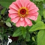 Zinnia elegans Kvet