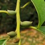 Magnolia ernestii