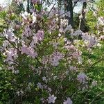 Rhododendron schlippenbachii Kvet