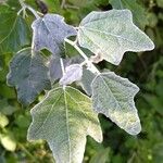 Populus alba Blatt