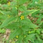 Lysimachia quadrifolia 葉