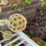 Lomelosia stellata Virág