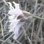 Cephalaria transsylvanica Floro