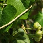 Ipomoea violacea Fruit