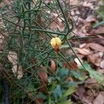 Daviesia angulata