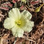 Monsonia longipes Blomma