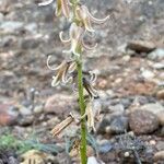 Dipcadi serotinum Flor