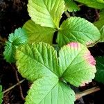 Potentilla indica পাতা