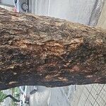 Lagerstroemia speciosaBark