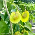 Pterocarpus indicus Fruit