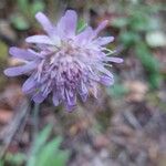 Knautia dipsacifoliaVirág