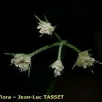 Torilis africana Blüte