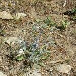 Eryngium tricuspidatum Habitus