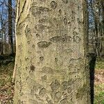 Celtis laevigata Bark