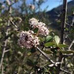 Ceanothus cuneatus Floare