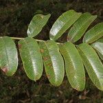 Zanthoxylum ekmanii Leaf
