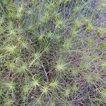Aegilops geniculata Hoja
