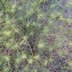 Aegilops geniculata Leaf