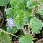 Veronica hederifolia Feuille