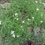 Stenaria nigricans Fleur