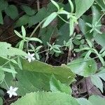 Arenaria lanuginosa ശീലം