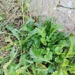 Leucanthemum ircutianum Листок