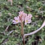 Allium callimischon 花