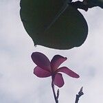 Plumeria rubraCvet